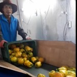 Cảnh báo 'cò' lừa đảo đưa lao động sang Hàn Quốc làm việc thời vụ