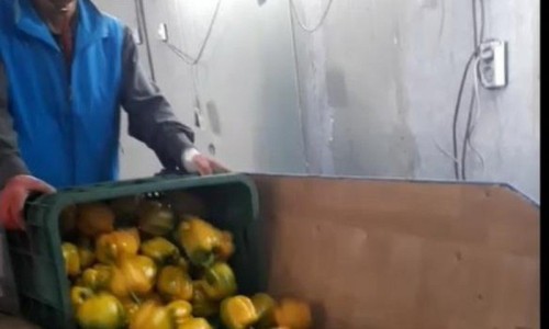 Cảnh báo 'cò' lừa đảo đưa lao động sang Hàn Quốc làm việc thời vụ