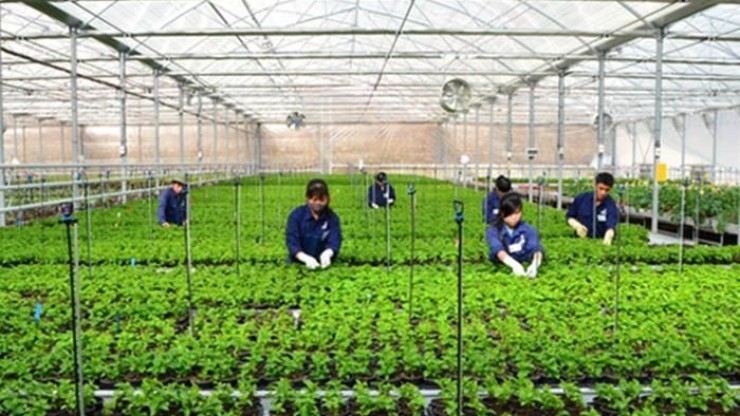 Tuýt còi doanh nghiệp tuyển chọn, thu tiền trái luật đưa lao động thời vụ sang Hàn Quốc